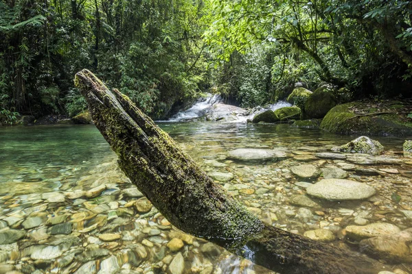Yağmur ormanları Nehri'nin güzel temiz su — Stok fotoğraf