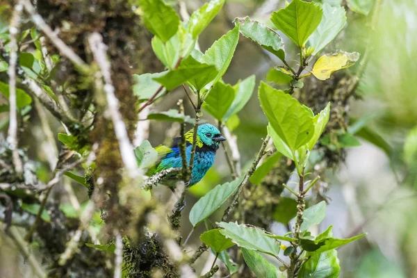 Hermosa cabeza verde Tanager — Foto de Stock