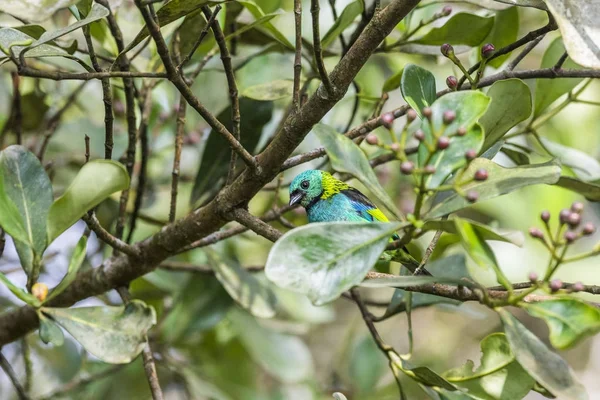 Hermosa cabeza verde Tanager — Foto de Stock