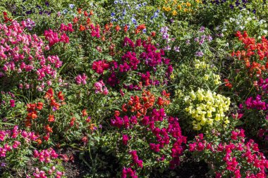 Nova Petropolis merkezi kare çiçeklerle, Rio Grande dağlarda Alman kolonizasyon küçük bir kasaba mı Sul devlet, Güney Brezilya