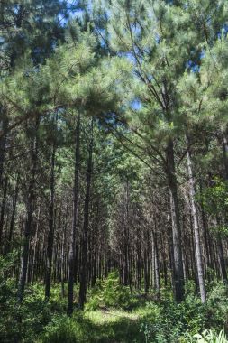 Plantation çam ağaçları Canela, Rio Grande Sul devlet, Güney Brezilya yakın Caracol Park dışında