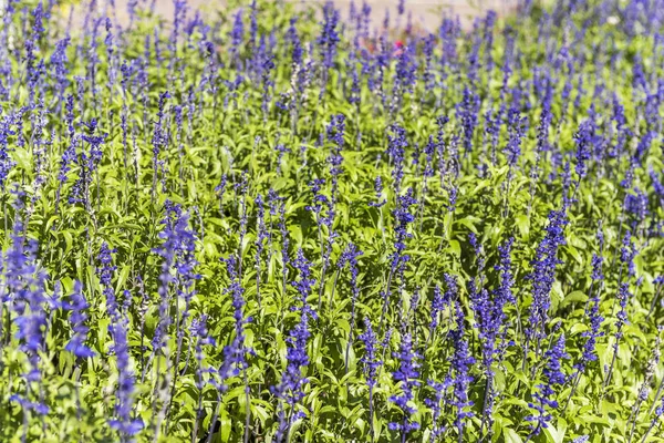 Nova Petropolis Central Square Flowers Small Town German Colonization Mountains — Stock Photo, Image