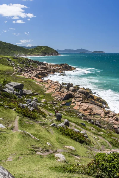 Guarda Embau Restinga Vegetation Felsiger Küste Santa Catarina State Südbrasilien — Stockfoto