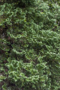 Sedir ağacının ayrıntı Atlantik yağmur ormanları içinde bırakır, Serrinha yap Alambari, Rio de Janeiro, Brezilya