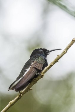 Siyah Jacobin sinekkuşu Atlantik yağmur ormanlarında Serrinha yapmak Alambari, Rio de Janeiro, Brezilya