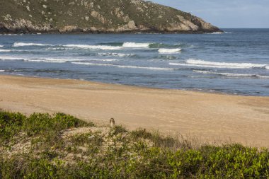 Lagoinha oyuk baykuşu yapmak Leste Beach Florianopolis, Santa Catarina Adası, Güney Brezilya