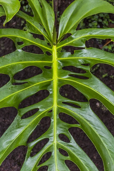 详细的水果沙拉植物叶在大西洋雨林 Serrinha Alambari 里约热内卢 — 图库照片