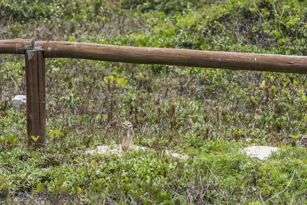 Зарытая Сова Растительности Крот Бич Острове Флорианополис Штат Санта Катарина — стоковое фото