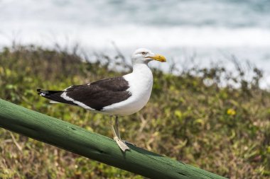 Esmer su yosunu martı köstebek Beach Florianopolis Adası, Santa Catarina State, Güney Brezilya