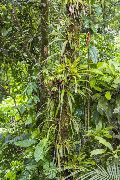 凤梨在大西洋雨林丛林中的树上 Serrinha Alambari 里约热内卢 — 图库照片
