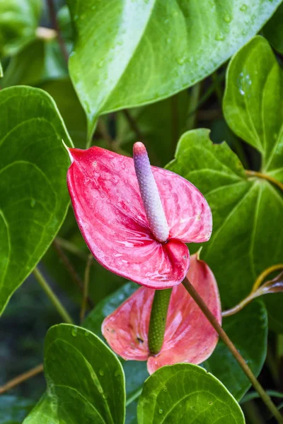 Anthurium Rosa Selva Atlántica Serrinha Alambari Río Janeiro Brasil — Foto de Stock