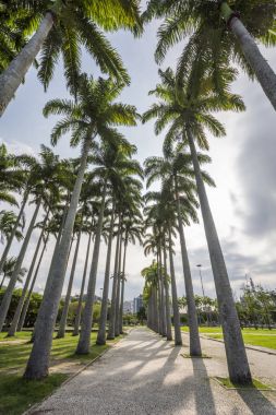 Aterro do Flamengo 'daki Imperial Palm Trees (Flamengo Fıçı), Rio de Janeiro, Brezilya