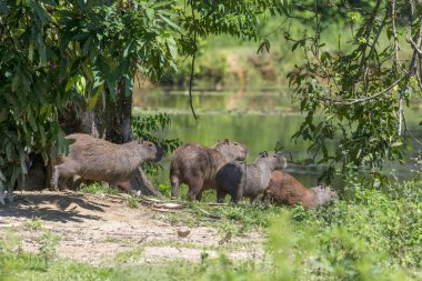 Capybarası yakın göl Atlantik yağmur ormanlarında grup