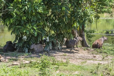 Capybarası (Hydrochoerus hydrochaeris) grup yakın göl Atlantik yağmur ormanlarında
