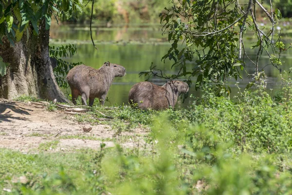 Capybarası yakın göl Atlantik yağmur ormanlarında grup