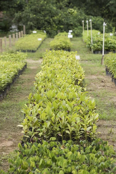 Plantação Mudas Para Projecto Reflorestação Mata Atlântica — Fotografia de Stock