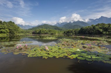 Güzel senaryo nilüferler ve arkadaki Atlantik yağmur ormanlarında Guapiacu, Rio de Janeiro, Brezilya kırsal yakınındaki dağ vahşi Orman Gölü