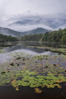 Gölde puslu bir hava nilüferler ve arkadaki Atlantik yağmur ormanlarında Guapiacu, Rio de Janeiro, Brezilya kırsal yakınındaki dağ vahşi güzel