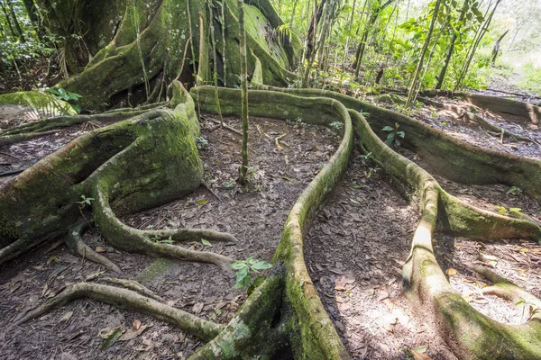 Figuier Avec Longues Racines Dans Forêt Tropicale Atlantique Près Guapiacu — Photo