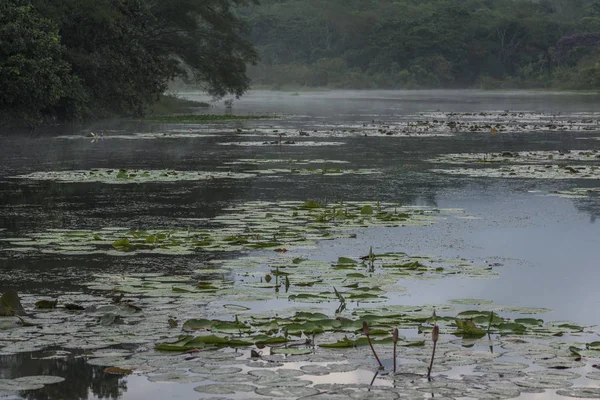 Hermoso Lago Salvaje Clima Brumoso Con Lirios Agua Selva Tropical — Foto de Stock
