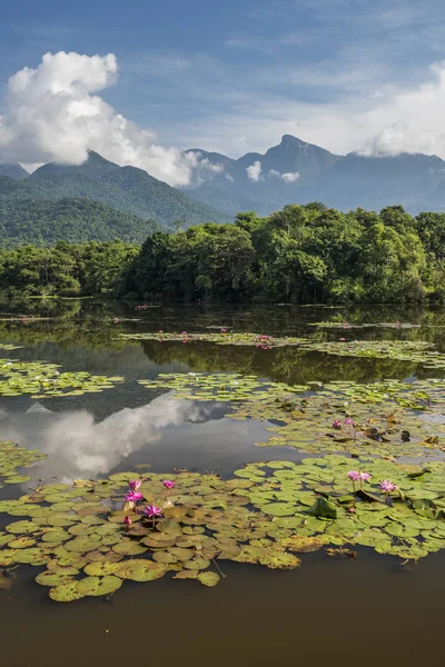 Hermoso Escenario Lago Selva Salvaje Con Lirios Agua Montañas Parte — Foto de Stock