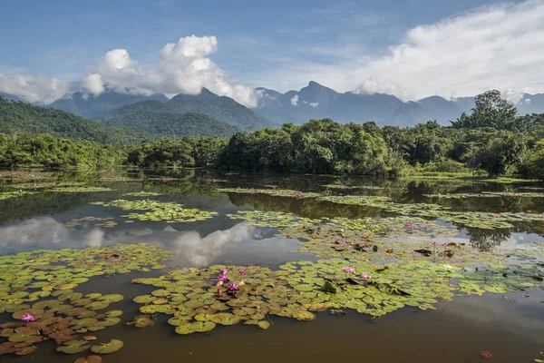 Krásný Scénář Divoké Džungle Jezero Lekníny Hory Zádech Atlantiku Deštný — Stock fotografie