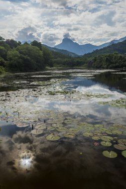 Atlantik Rainforest manzara