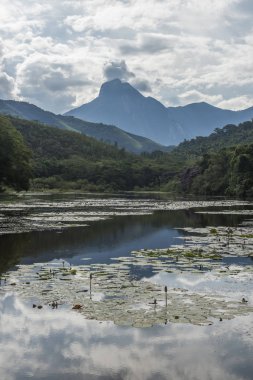 Atlantik Rainforest manzara