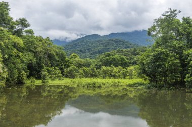 Atlantik Rainforest manzara