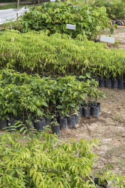 Ağaç ve bitki fidesi