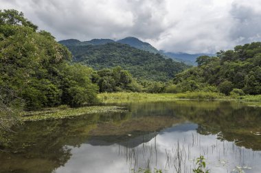 Atlantik Rainforest manzara