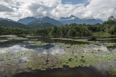 Atlantik Rainforest manzara