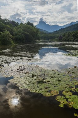 Atlantik Rainforest manzara