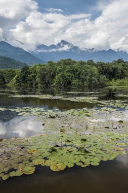 Atlantik Rainforest manzara