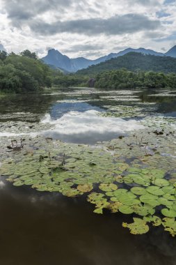 Atlantik Rainforest manzara