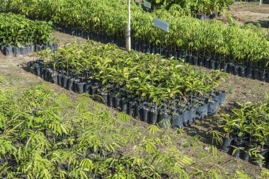 Ağaç ve bitki fidesi