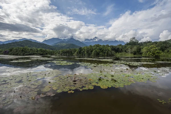 Atlantik Rainforest manzara