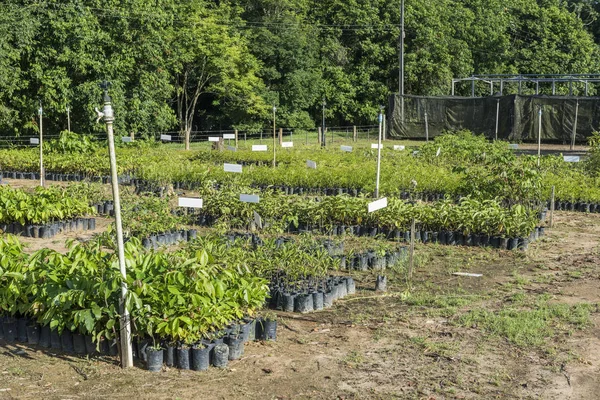 Mudas de árvores e plantas — Fotografia de Stock