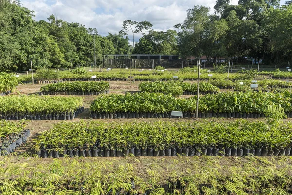 Mudas de árvores e plantas — Fotografia de Stock