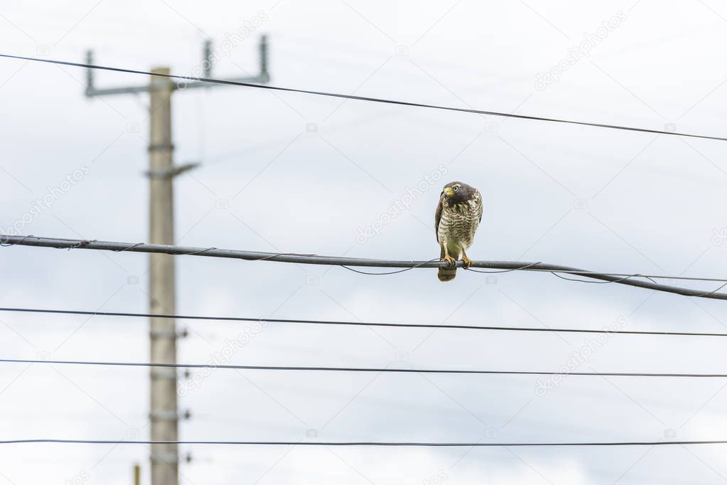 Roadside hawk in Urubici
