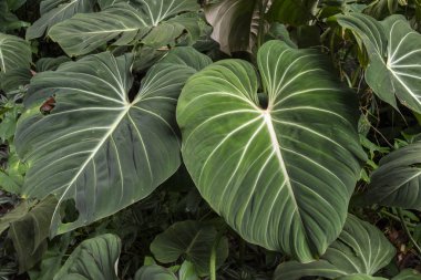 Tijuca Park, Rio de Janeiro, Brezilya 'daki Atlantik yağmur ormanları yeşil bitki örtüsünün ayrıntıları