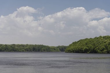 Barreirinhas, Maranho, Brezilya yakınlarındaki Preguia Nehri çevresindeki vahşi yeşil orman bitkisine güzel bir manzara 