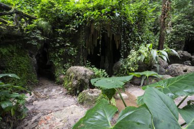 Güzel Atlantik yağmur ormanları bitki örtüsü ve mağara girişi, Rio de Janeiro, Brezilya