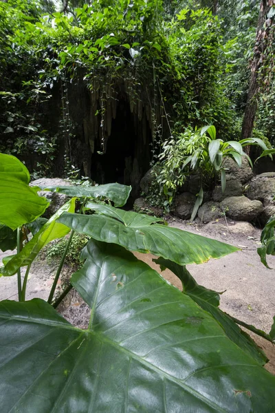 Hermosa Vegetación Selva Tropical Atlántica Entrada Cuevas Río Janeiro Brasil — Foto de Stock