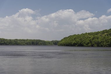 Barreirinhas, Maranho, Brezilya yakınlarındaki Preguia Nehri çevresindeki vahşi yeşil orman bitkisine güzel bir manzara 