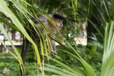 Büyük yeşil ağaç yaprakları üzerinde Capuchin maymunu Tijuca Park, Rio de Janeiro, Brezilya