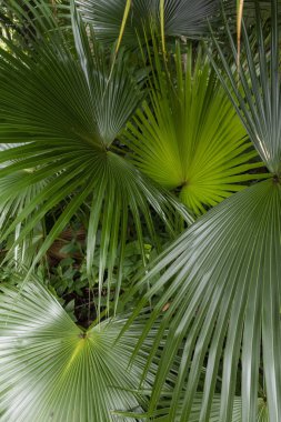 Tijuca Park, Rio de Janeiro, Brezilya 'daki Atlantik yağmur ormanları yeşil bitki örtüsünün ayrıntıları