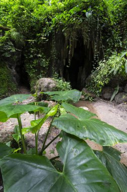 Güzel Atlantik yağmur ormanları bitki örtüsü ve mağara girişi, Rio de Janeiro, Brezilya