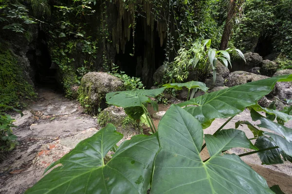Belle Végétation Forêt Tropicale Atlantique Entrée Des Grottes Rio Janeiro — Photo