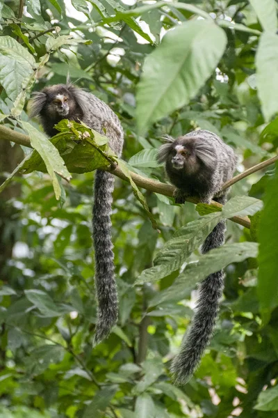 White Tufted Ear Marmoset Small Monkeys Atlantic Rainforest Landscape Tijuca — Stock Photo, Image